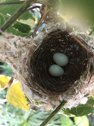 鳥在住家築巢 魅力 意思
